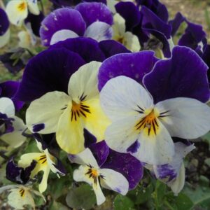 今日のかめら(^^♪