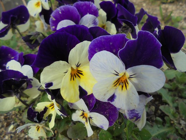 祖父母参観日(団子下げ)