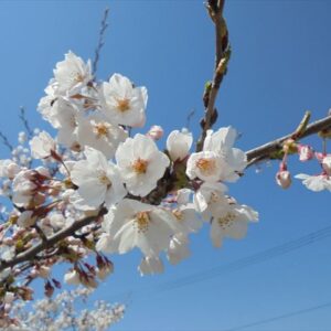 今日のかめら(^^♪