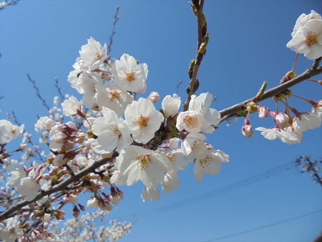 今日のかめら(^^♪