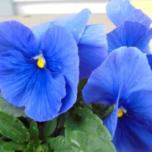 今日のかめら(^^♪