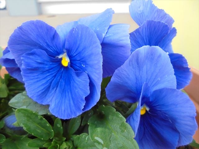 今日のかめら(^^♪