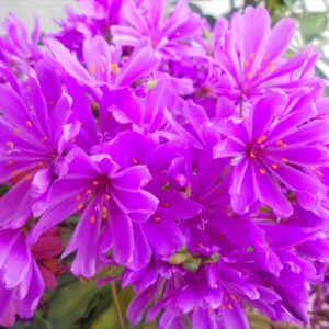 今日のかめら(^^♪