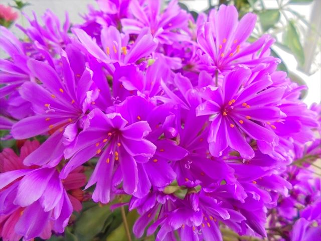 今日のかめら(^^♪