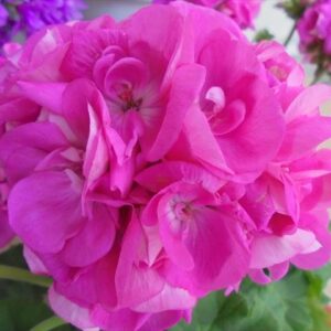 今日のかめら(^^♪