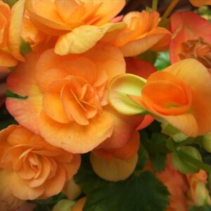 今日のかめら　(*^^*)