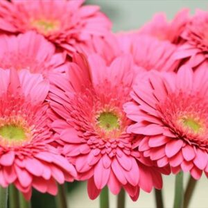 今日のかめら(^^♪