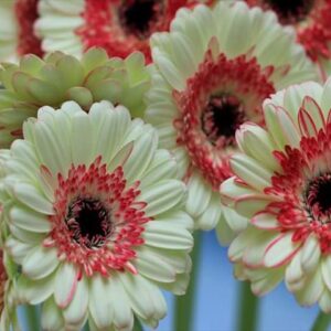 今日のかめら(^^♪