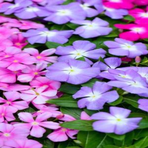 今日のかめら(*^^*)