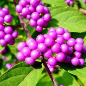 今日のかめら(^^♪