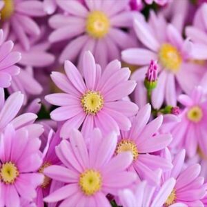 今日のかめら(^^♪