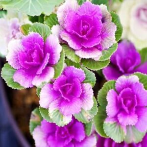 今日のかめら(^^♪