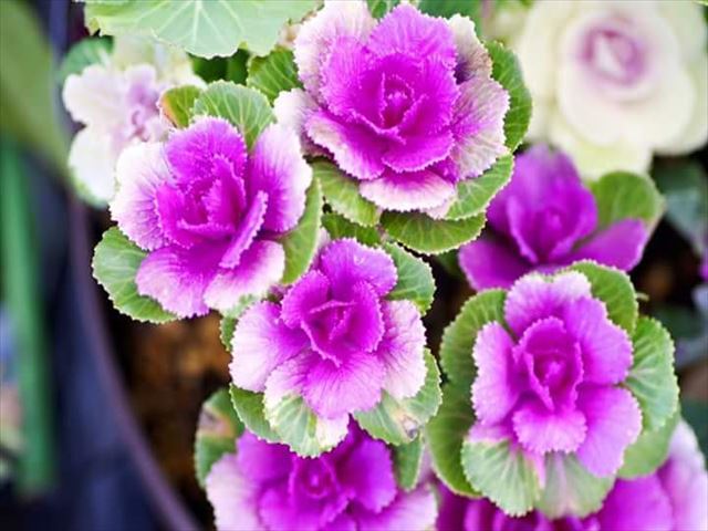 今日のかめら(^^♪