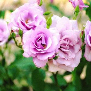 今日のかめら(^^♪