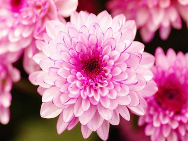 今日のかめら(^^♪