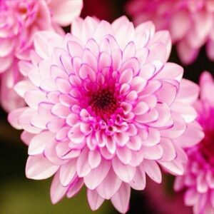 今日のかめら(^^♪