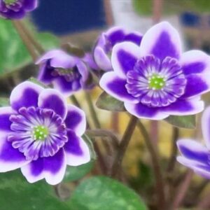 今日のかめら(^^♪