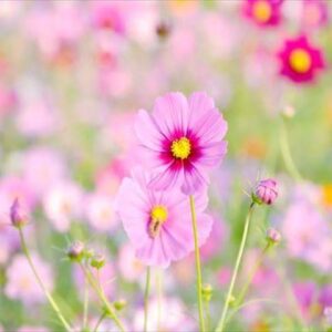 今日のかめら(^^♪