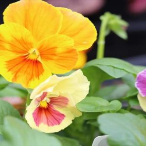 今日のかめら(^^♪