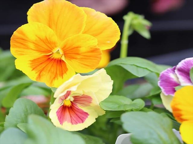 今日のかめら(^^♪