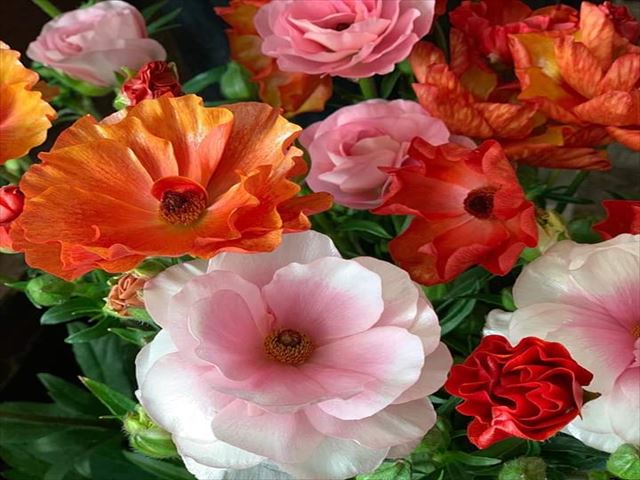 今日のかめら(^^♪