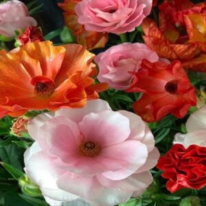 今日のかめら(^^♪