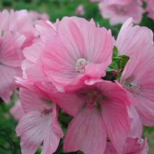 今日のかめら(^^♪