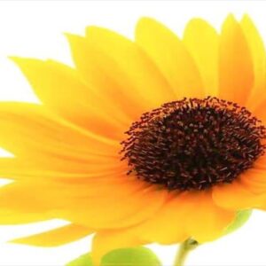 今日のかめら(*^^*)