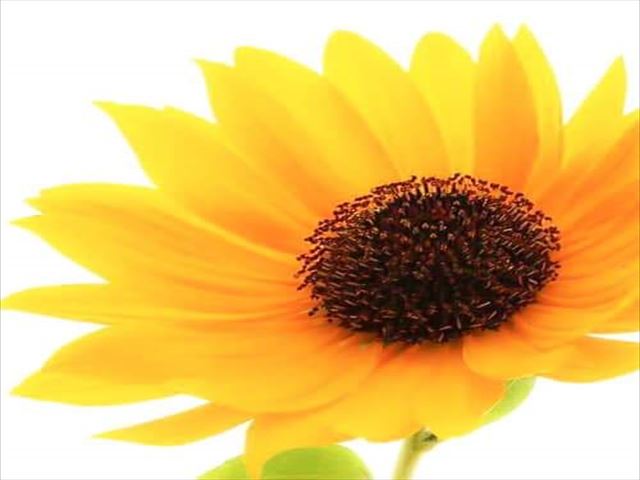 8月生まれのお誕生会(^^♪
