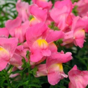 今日のかめら(^^♪