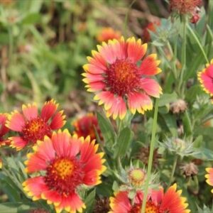 今日のかめら(^^♪