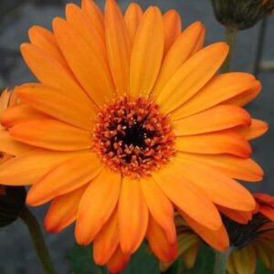 今日のかめら(^^♪