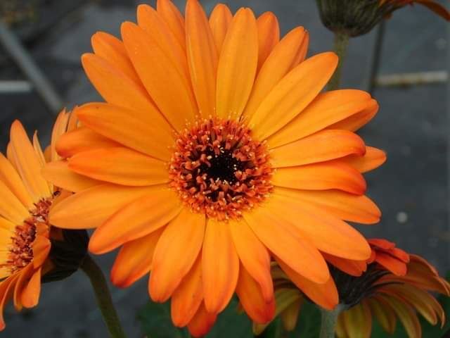 今日のかめら(^^♪