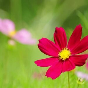 今日のかめら(^^♪