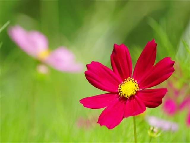 今日のかめら(^^♪