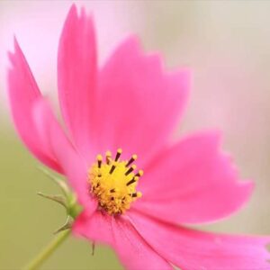 今日のかめら(^^♪