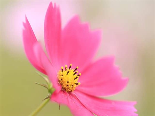 今日のかめら(^^♪