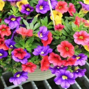 今日のかめら(^^♪