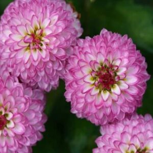 今日のかめら(^^♪