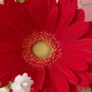 今日のかめら(^^♪