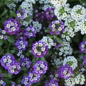 今日のかめら(^^♪