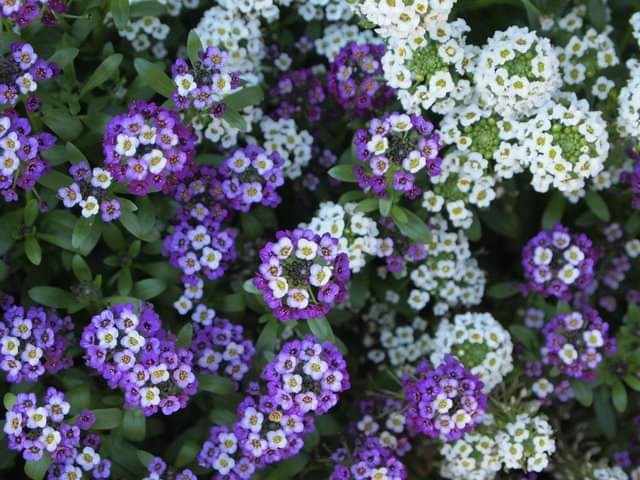 今日のかめら(^^♪