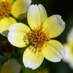 今日のかめら(^^♪