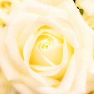 今日のかめら(^^♪