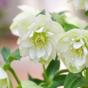 12月の誕生会(^^♪