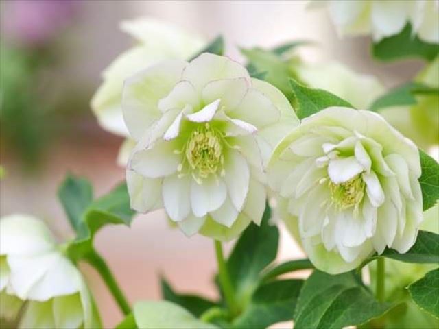 12月の誕生会(^^♪