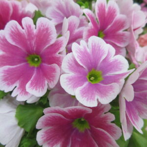 令和5年度卒園式＼(^o^)／