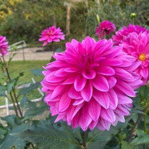 今日のかめら(*^^*)