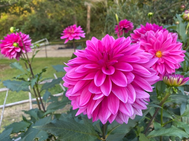 今日のかめら(*^^*)