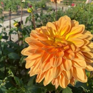 10月の動画( *´艸｀)